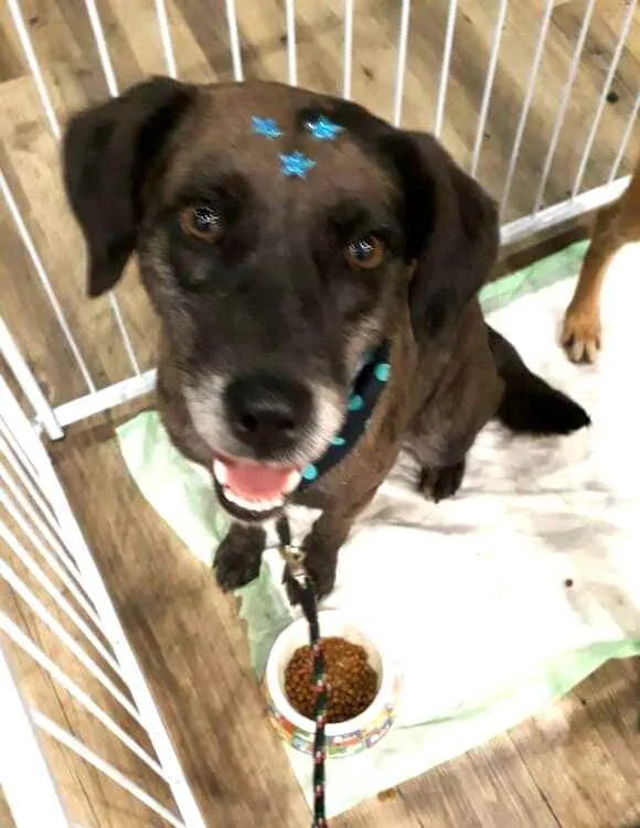 Cachorro ra a  idade 3 anos nome Bolinha