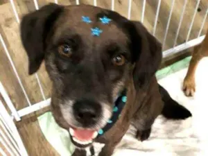 Cachorro raça  idade 3 anos nome Bolinha 
