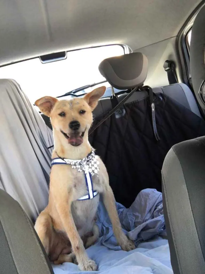 Cachorro raça SRD idade 1 ano nome Nina