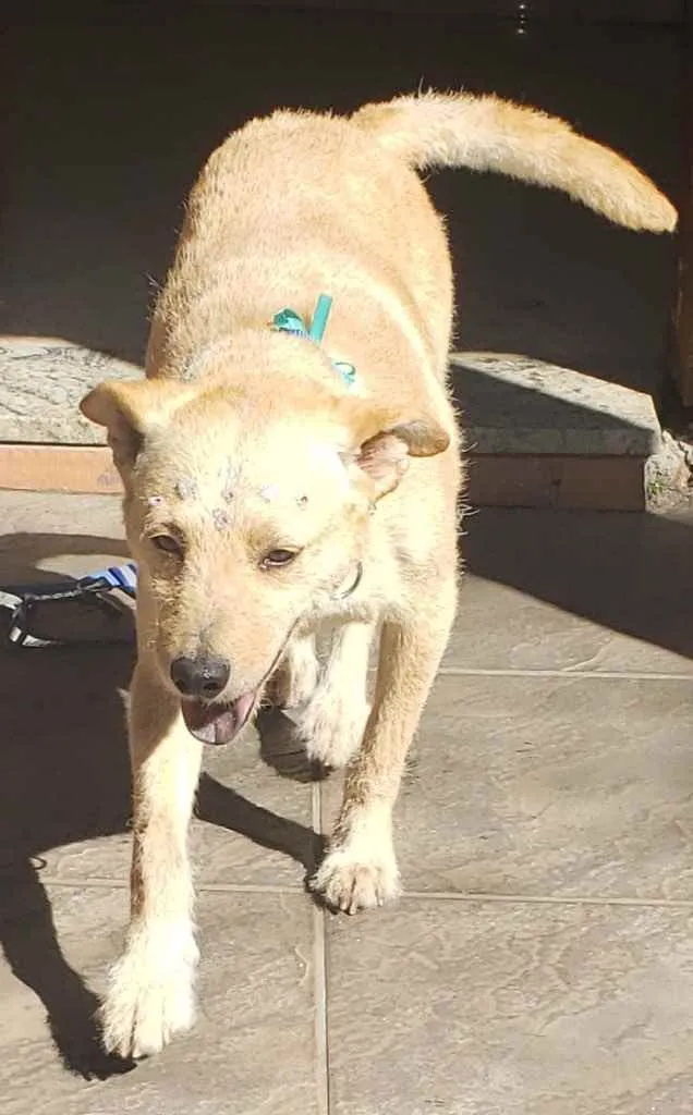 Cachorro raça SRD idade 1 ano nome Nina