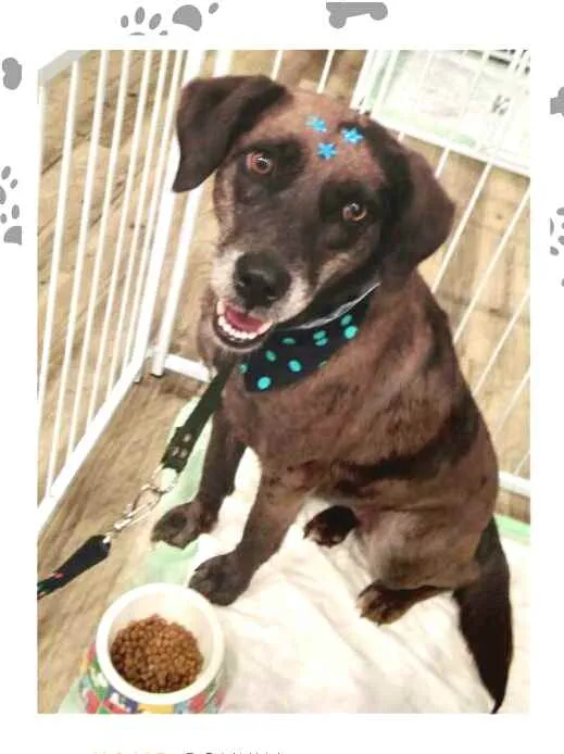 Cachorro ra a  idade 3 anos nome Bolinha