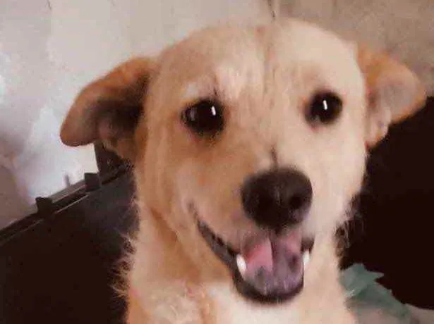 Cachorro raça SRD idade 1 ano nome Nina
