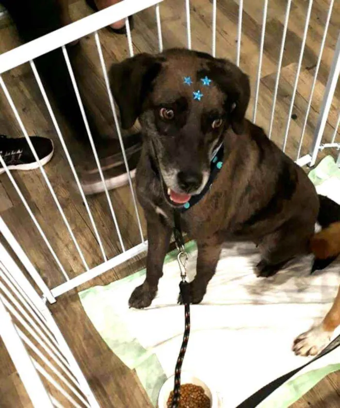 Cachorro ra a  idade 3 anos nome Bolinha