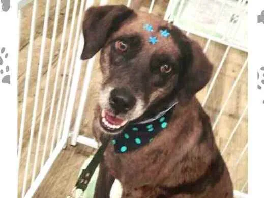 Cachorro ra a  idade 3 anos nome Bolinha