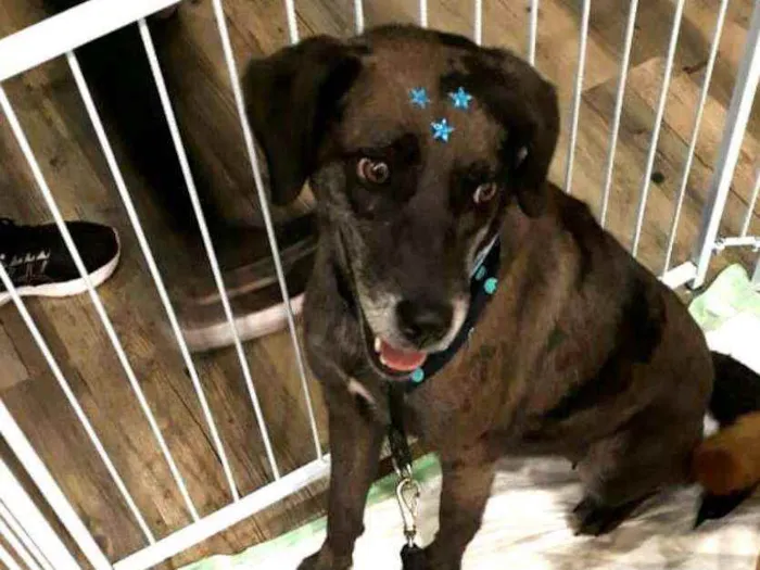 Cachorro ra a  idade 3 anos nome Bolinha