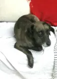 Bolinha