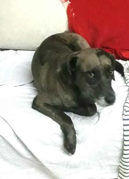 Cachorro ra a  idade 3 anos nome Bolinha