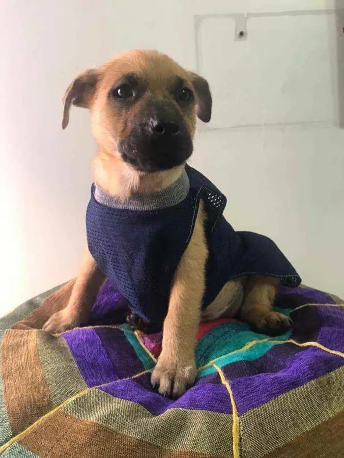 Cachorro ra a SRD idade 2 a 6 meses nome Greg