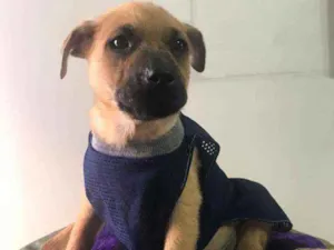 Cachorro raça SRD idade 2 a 6 meses nome Greg