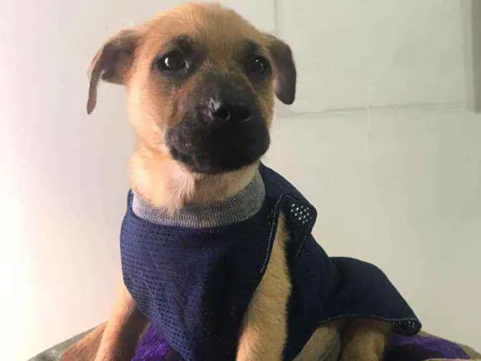 Cachorro ra a SRD idade 2 a 6 meses nome Greg