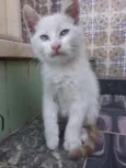 Rai