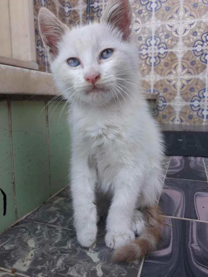 Gato ra a SRD idade 2 a 6 meses nome Rai