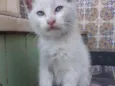 Rai