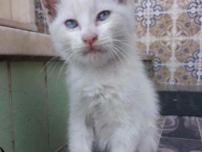 Gato ra a SRD idade 2 a 6 meses nome Rai