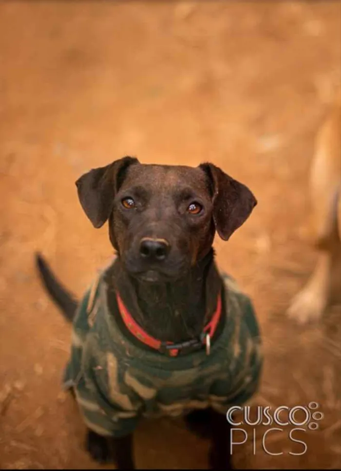 Cachorro ra a SRD idade 1 ano nome Djamila