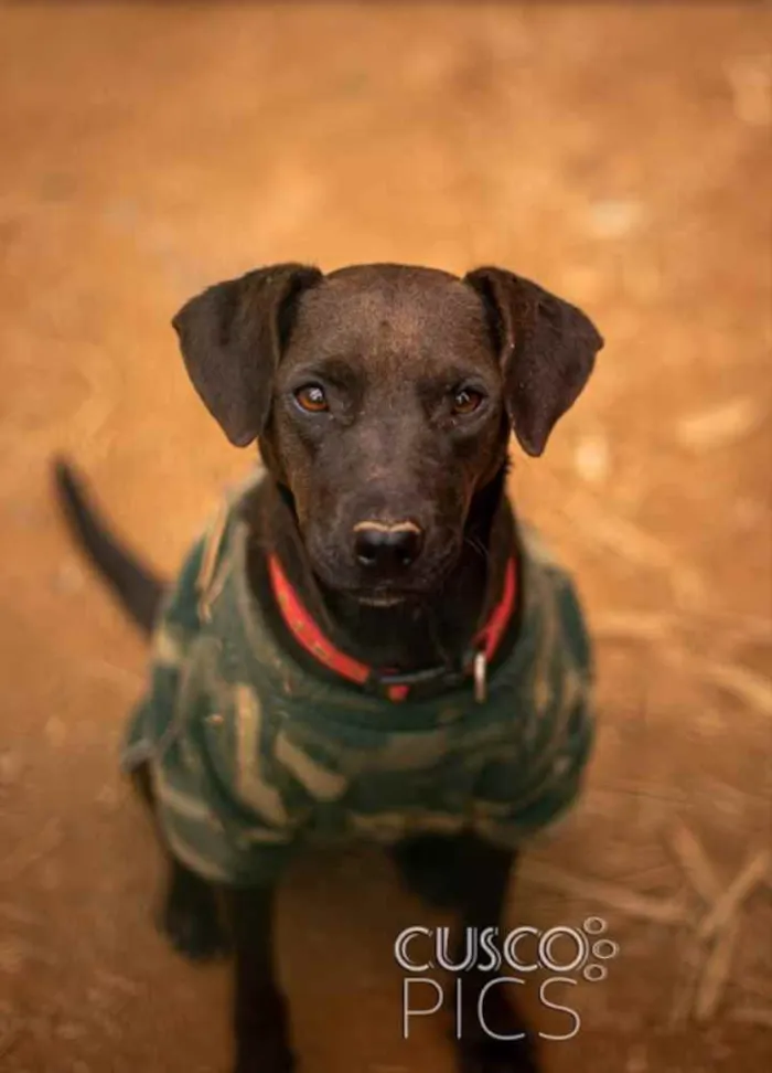 Cachorro ra a SRD idade 1 ano nome Djamila