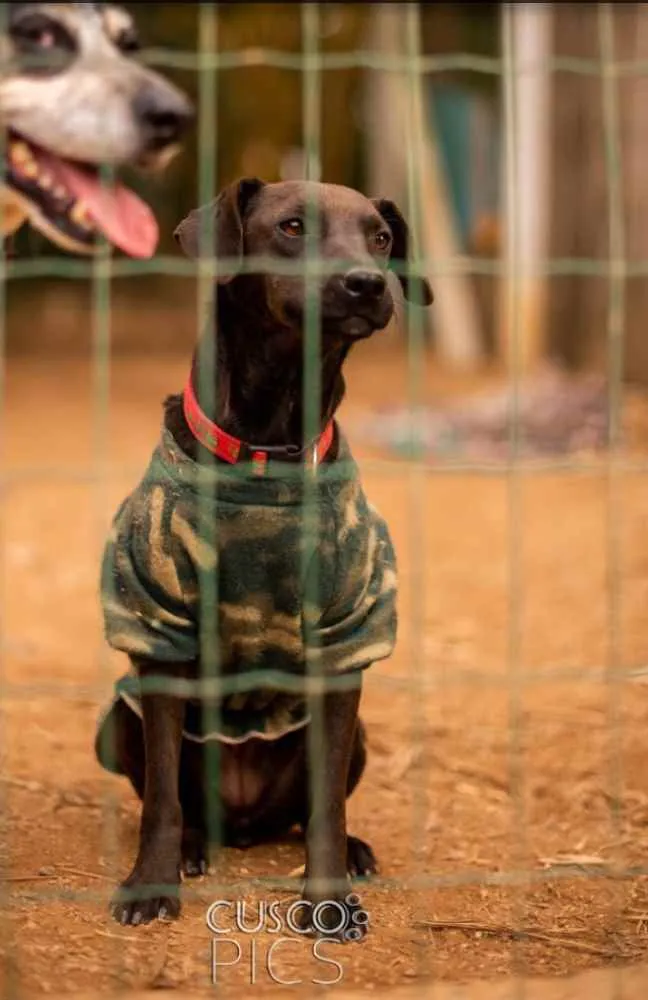 Cachorro ra a SRD idade 1 ano nome Djamila