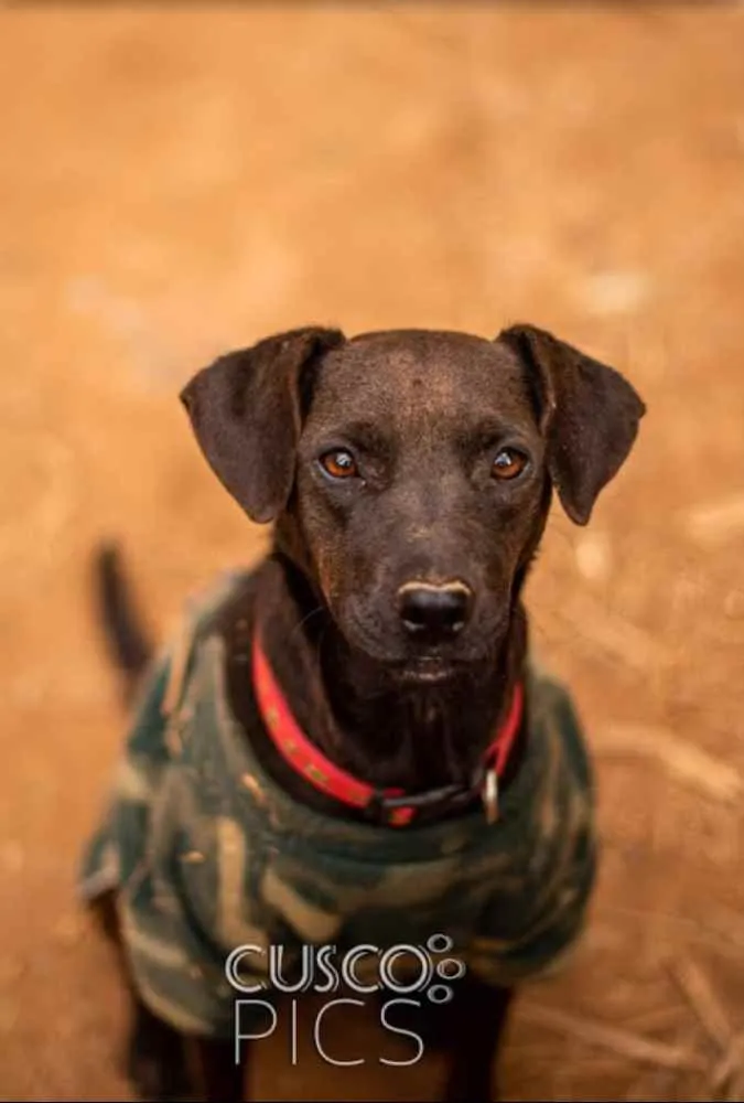 Cachorro ra a SRD idade 1 ano nome Djamila