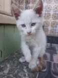 Rai