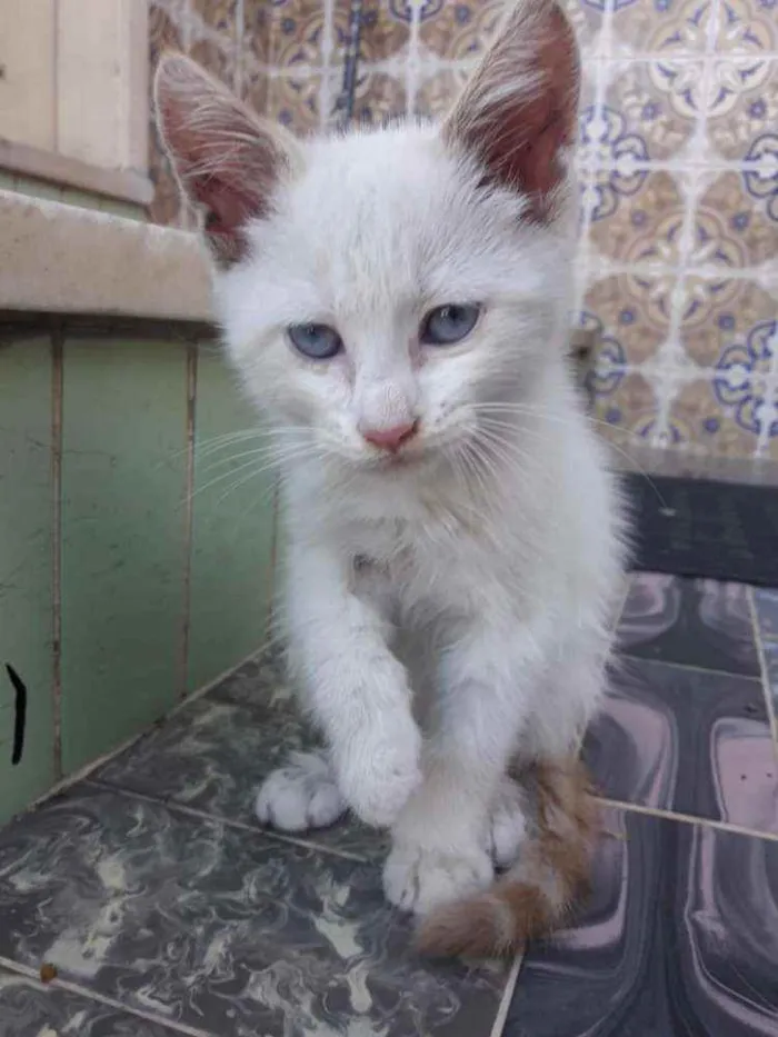 Gato ra a SRD idade 2 a 6 meses nome Rai