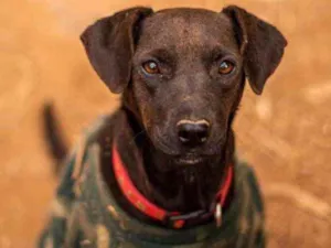Cachorro raça SRD idade 1 ano nome Djamila