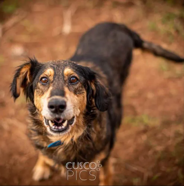 Cachorro ra a SRD idade 5 anos nome Dolores