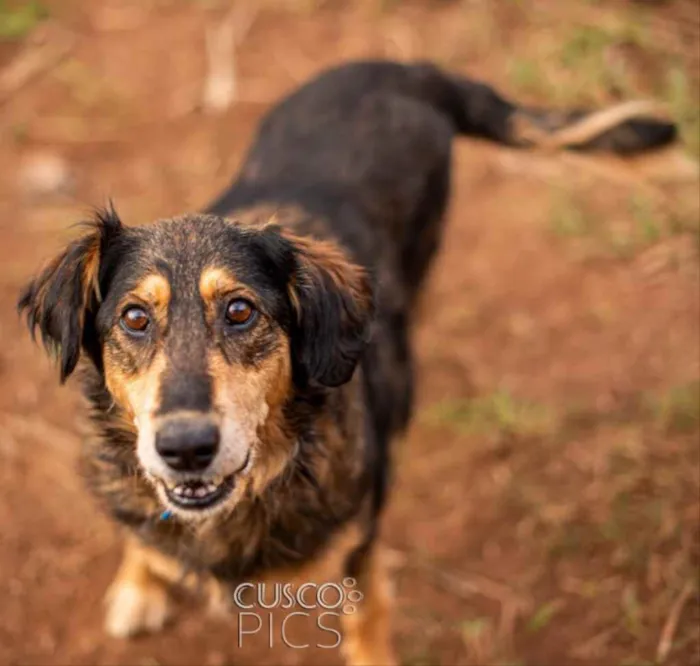 Cachorro ra a SRD idade 5 anos nome Dolores