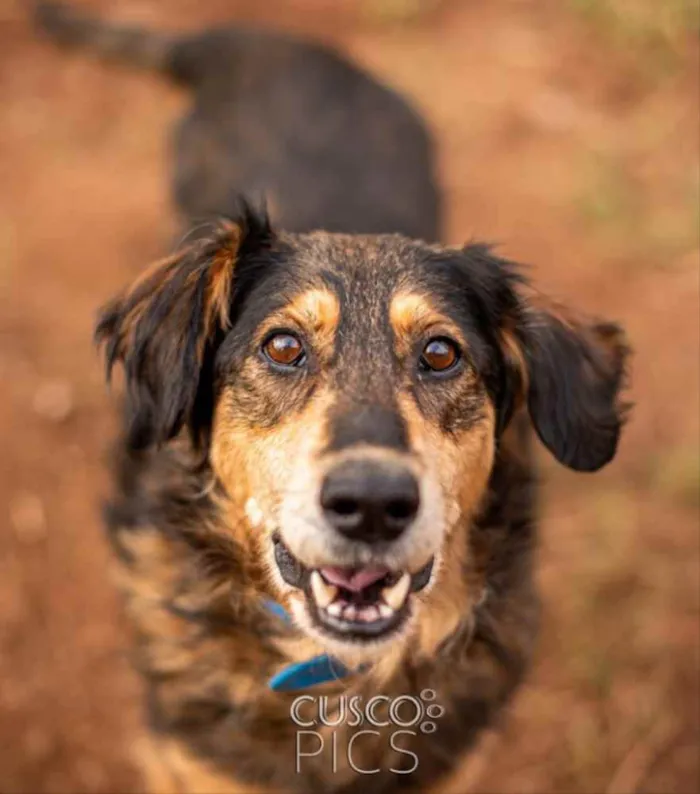 Cachorro ra a SRD idade 5 anos nome Dolores