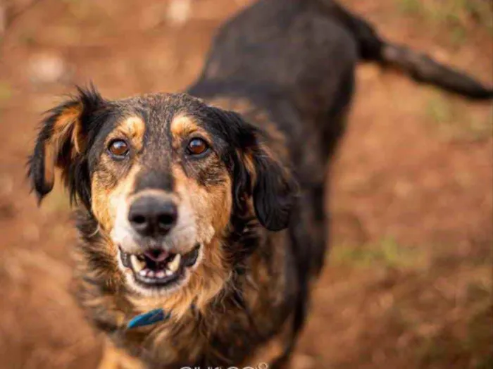 Cachorro ra a SRD idade 5 anos nome Dolores