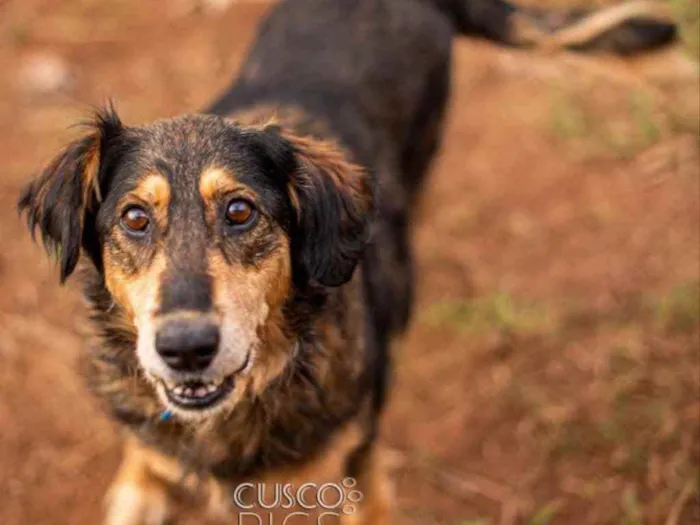 Cachorro ra a SRD idade 5 anos nome Dolores