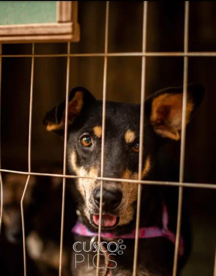 Cachorro ra a SRD idade 2 anos nome Pérola