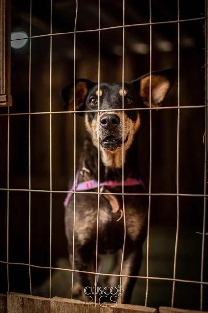 Cachorro ra a SRD idade 2 anos nome Pérola