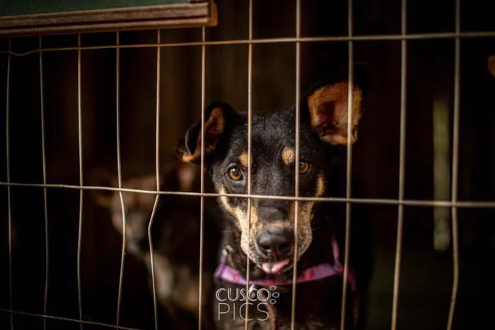 Cachorro ra a SRD idade 2 anos nome Pérola