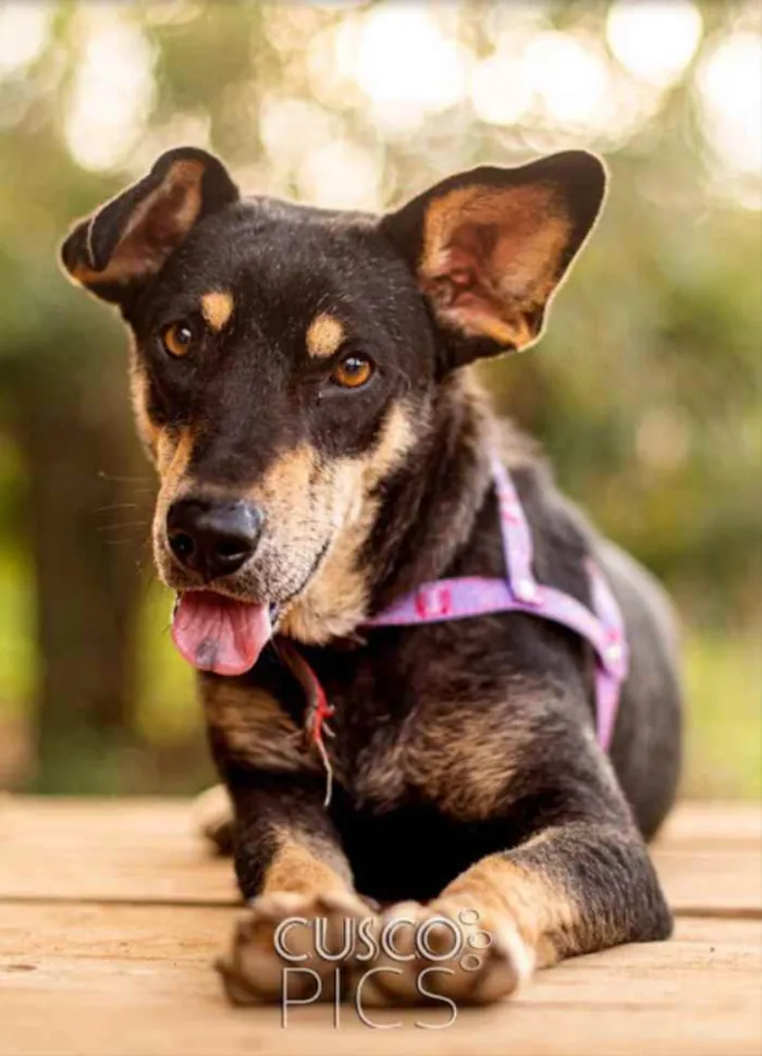 Cachorro ra a SRD idade 2 anos nome Pérola