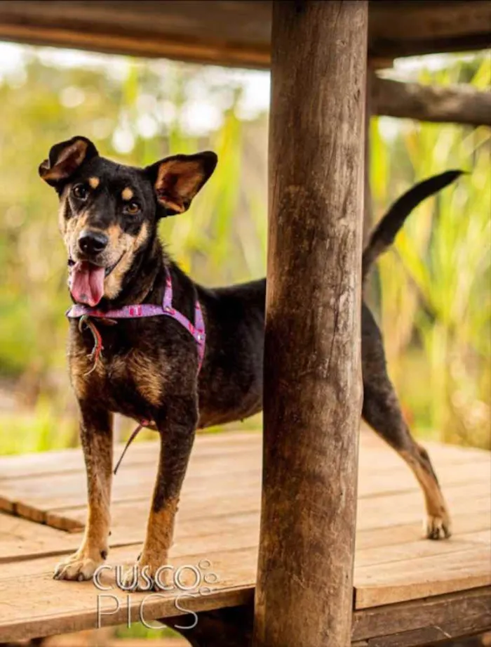 Cachorro ra a SRD idade 2 anos nome Pérola