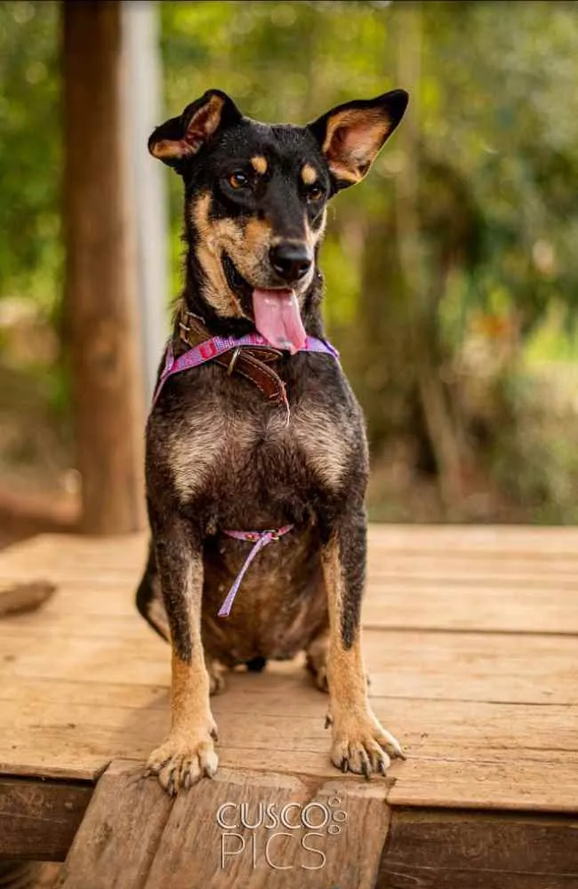 Cachorro ra a SRD idade 2 anos nome Pérola