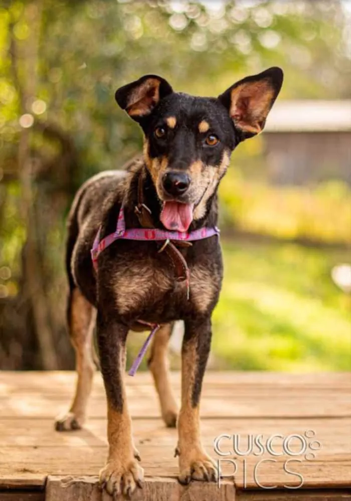 Cachorro ra a SRD idade 2 anos nome Pérola