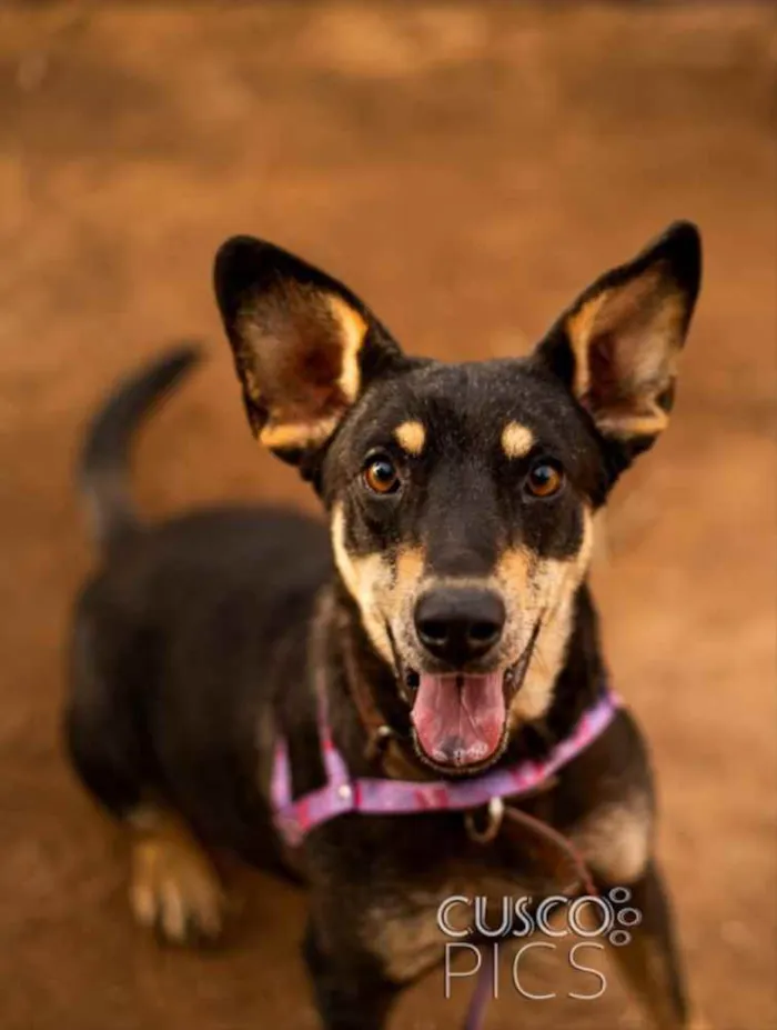 Cachorro ra a SRD idade 2 anos nome Pérola