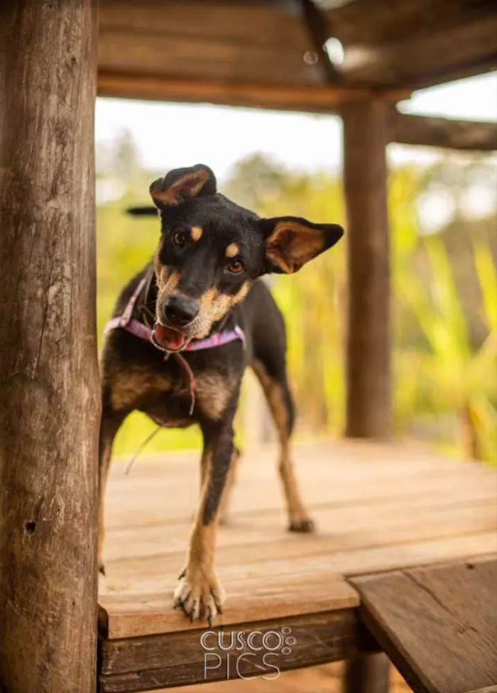 Cachorro ra a SRD idade 2 anos nome Pérola