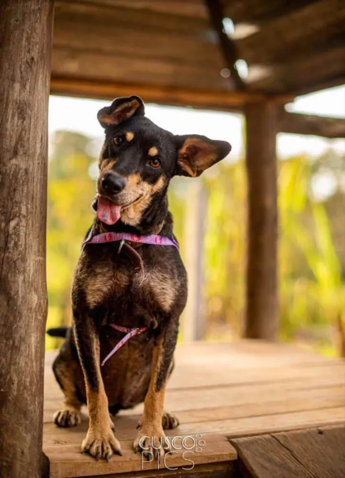 Cachorro ra a SRD idade 2 anos nome Pérola