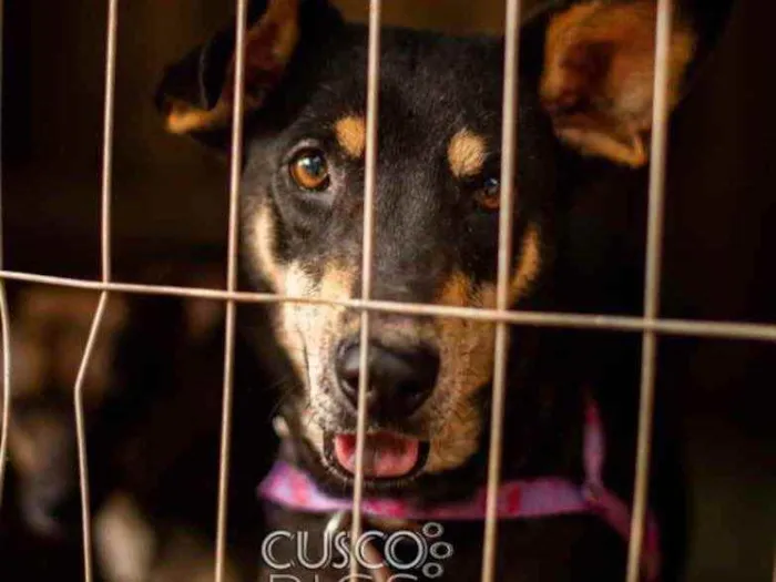 Cachorro ra a SRD idade 2 anos nome Pérola