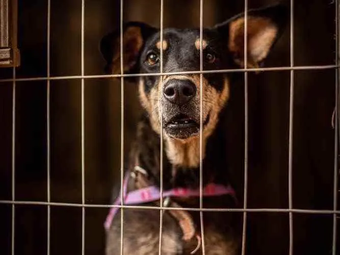 Cachorro ra a SRD idade 2 anos nome Pérola