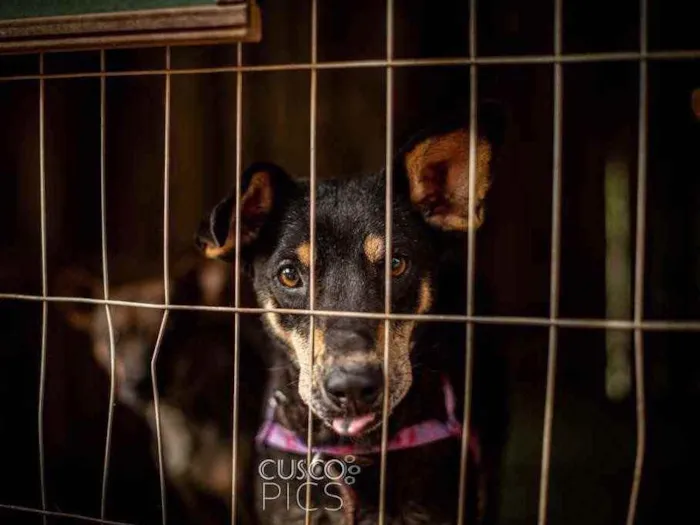 Cachorro ra a SRD idade 2 anos nome Pérola