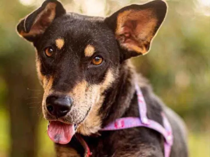 Cachorro ra a SRD idade 2 anos nome Pérola