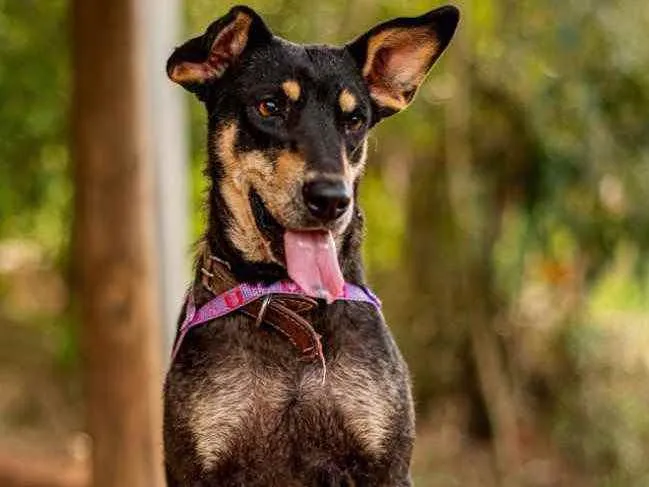 Cachorro ra a SRD idade 2 anos nome Pérola