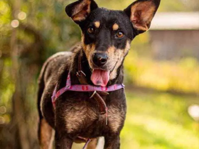 Cachorro ra a SRD idade 2 anos nome Pérola