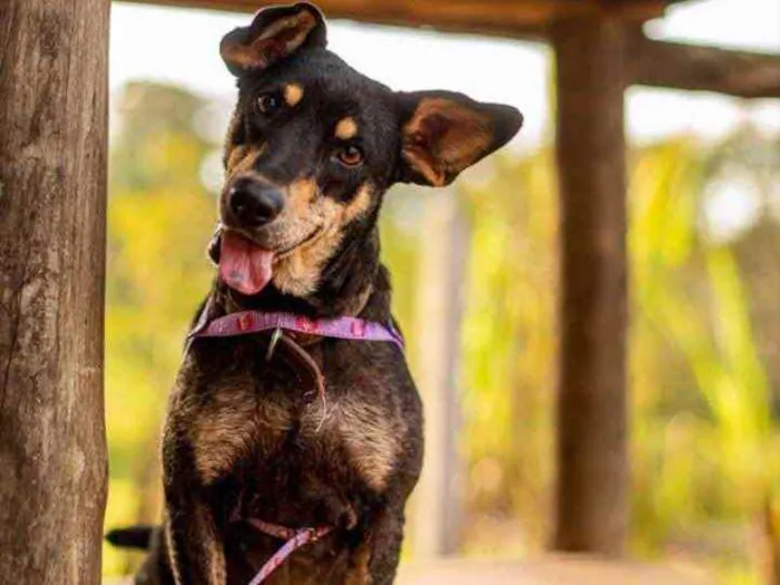 Cachorro ra a SRD idade 2 anos nome Pérola