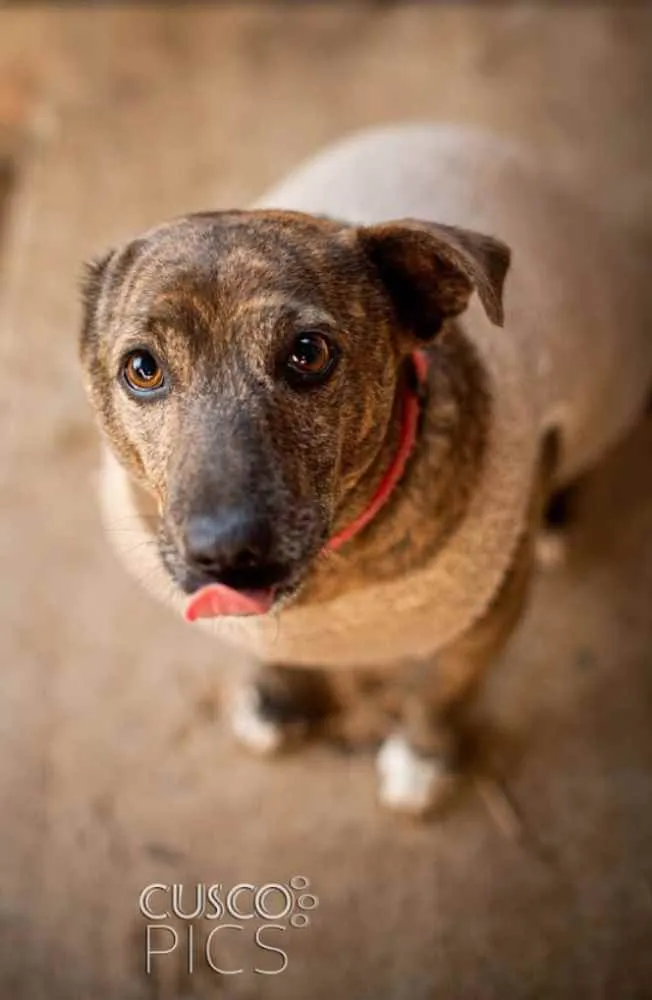 Cachorro ra a SRD idade 3 anos nome Taz