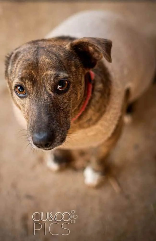 Cachorro ra a SRD idade 3 anos nome Taz