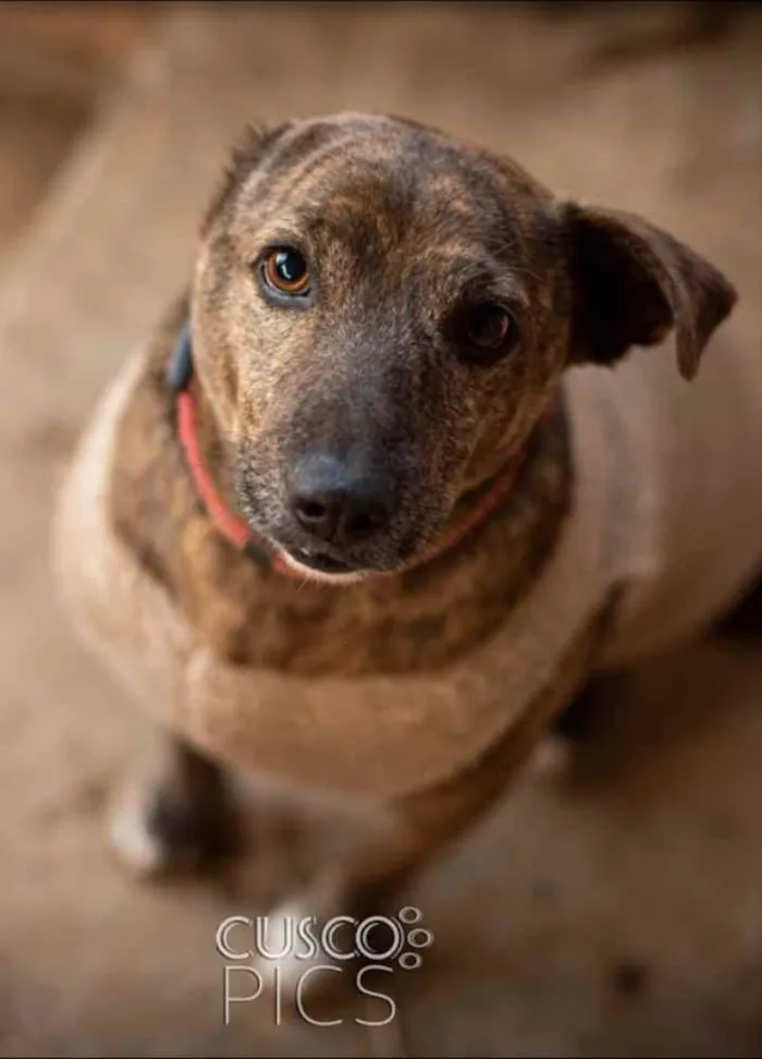 Cachorro ra a SRD idade 3 anos nome Taz